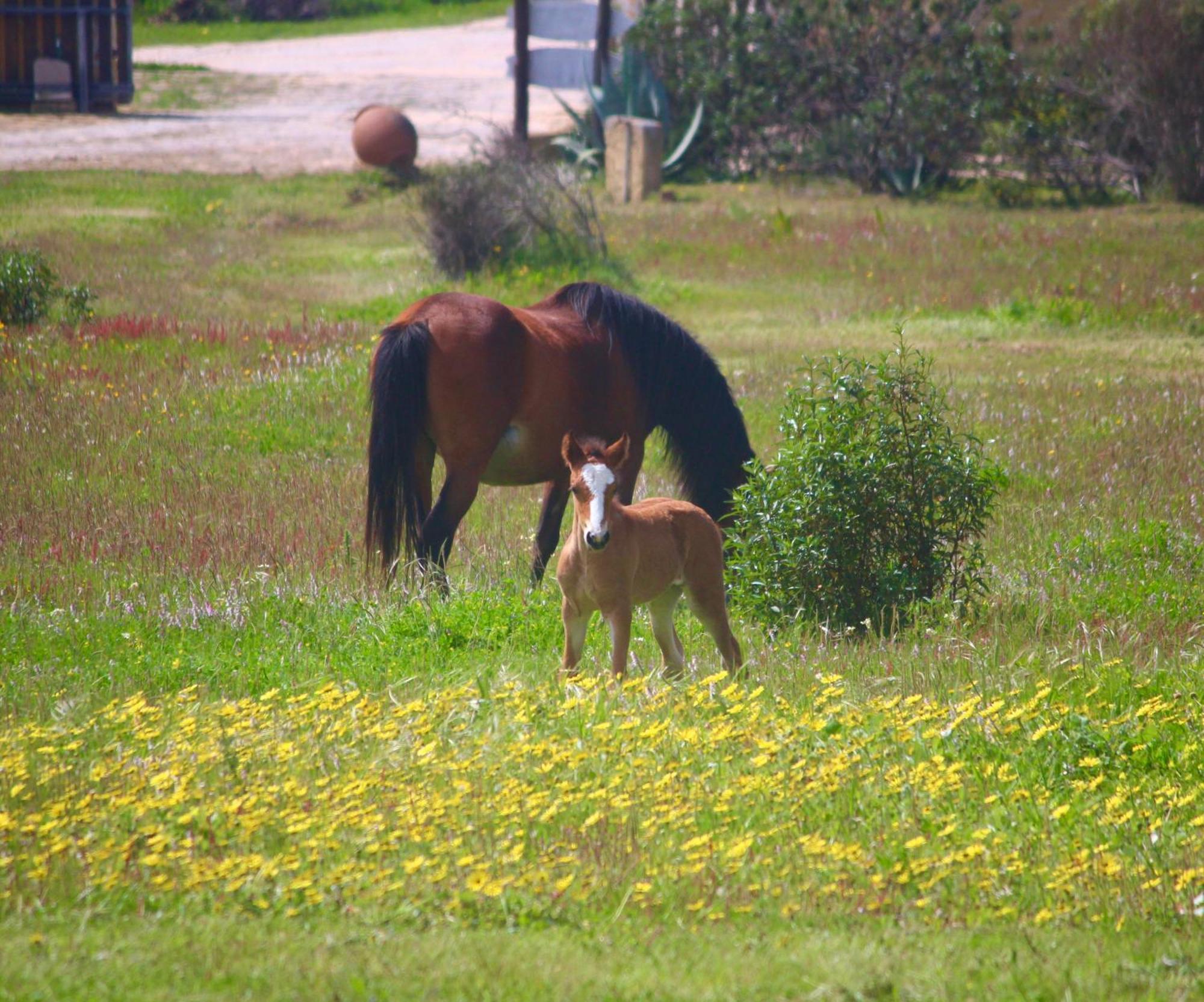 Herdade Monte Do Sol Aljezur Exterior photo